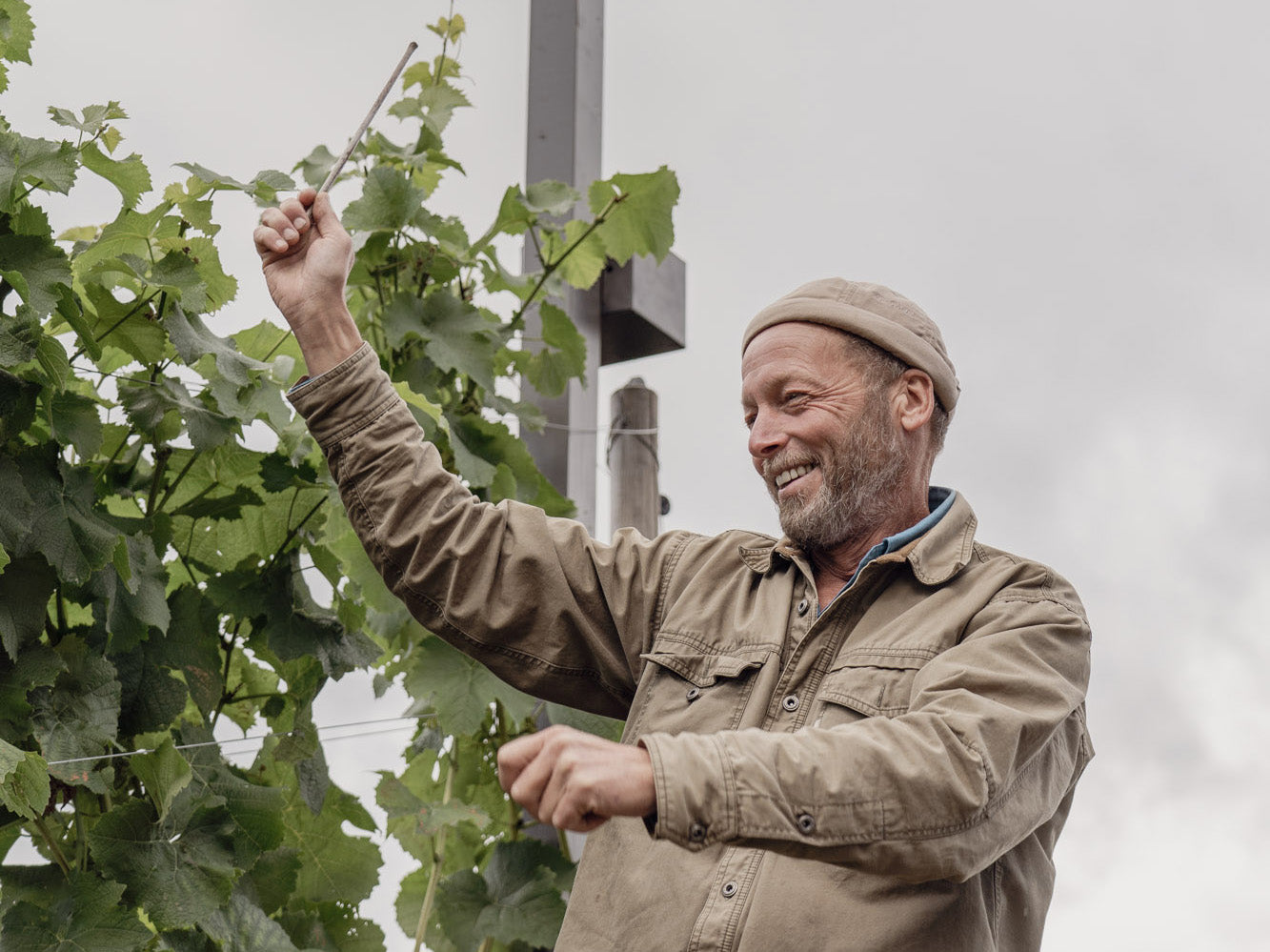 Winemaker serenades grapevines with Mozart.